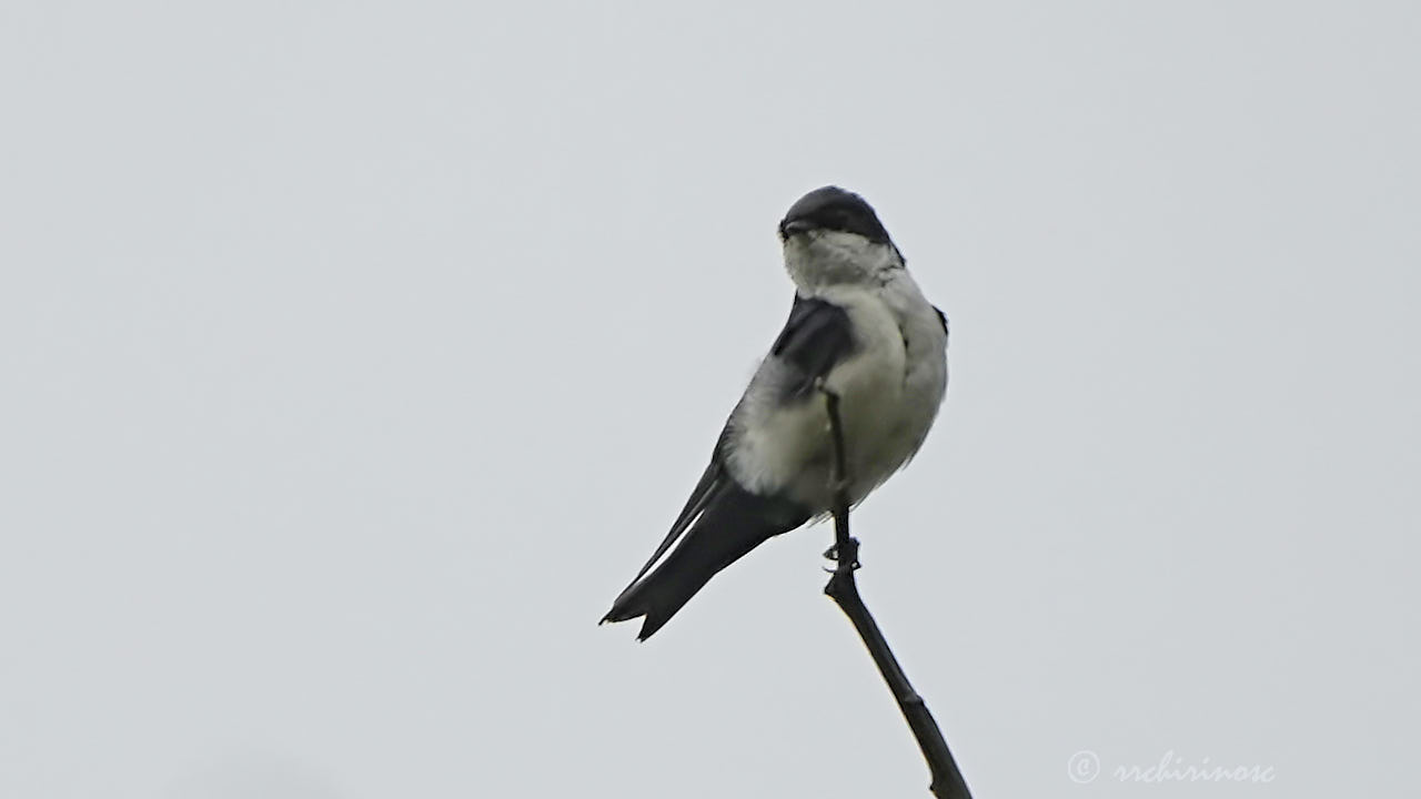 Blue-and-white swallow